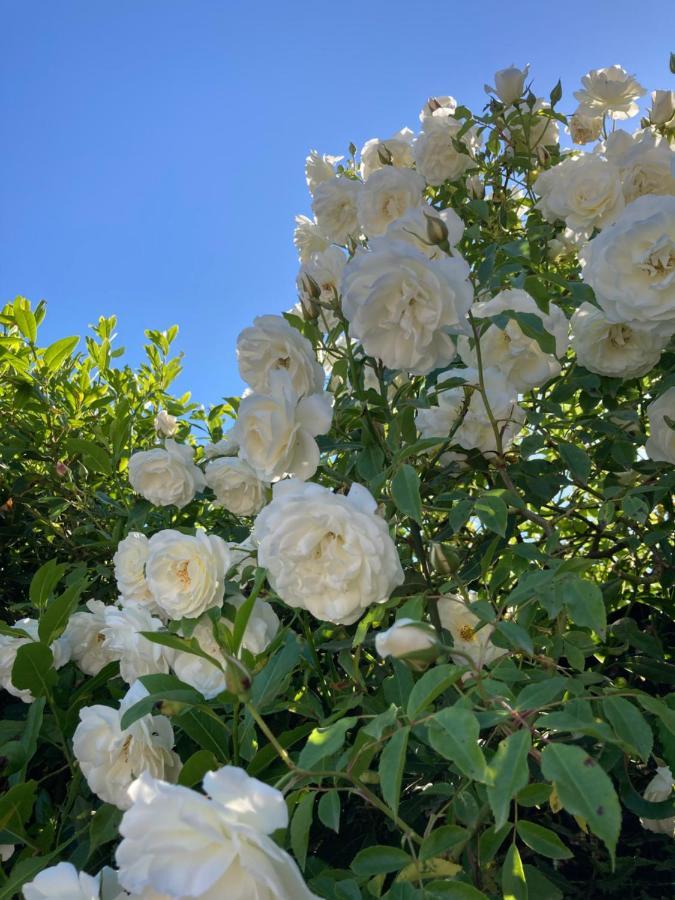 La Rosa Del Lago Bracciano  Εξωτερικό φωτογραφία