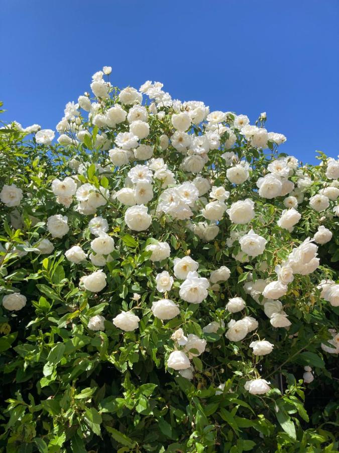 La Rosa Del Lago Bracciano  Εξωτερικό φωτογραφία