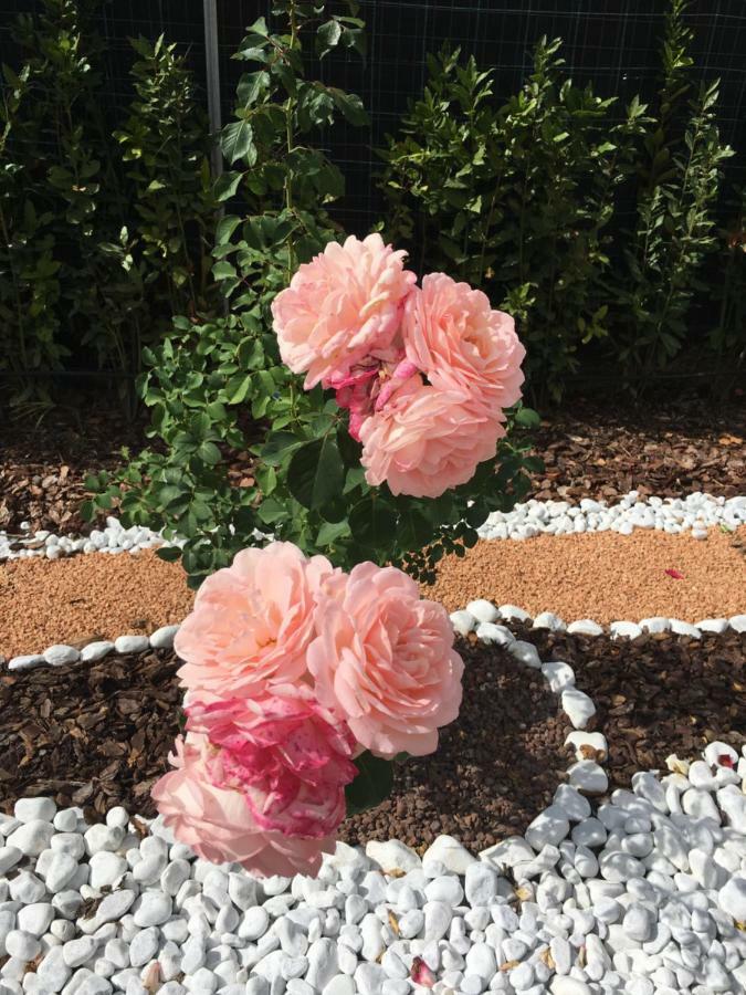 La Rosa Del Lago Bracciano  Εξωτερικό φωτογραφία